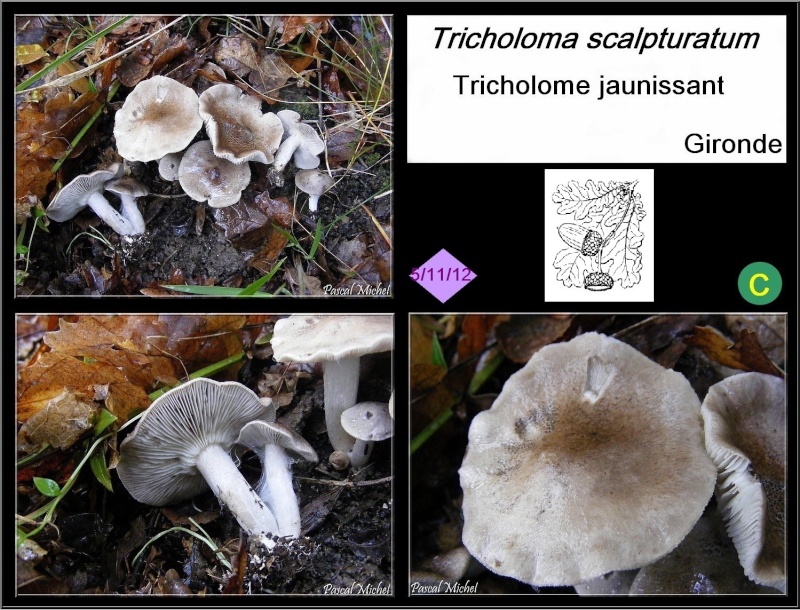 Tricholome jaunissant (Tricholoma scalpturatum) Tricho10