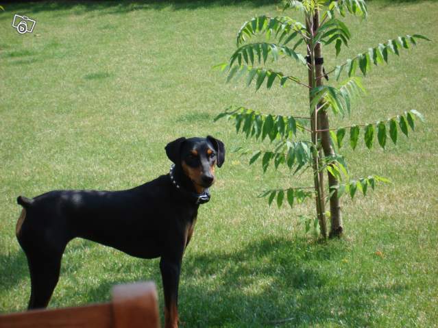 Pinscher moyen, Origine de la Capellière, LOF, 5 ans, Haute-Savoie mais adoptable partout Betsi_12