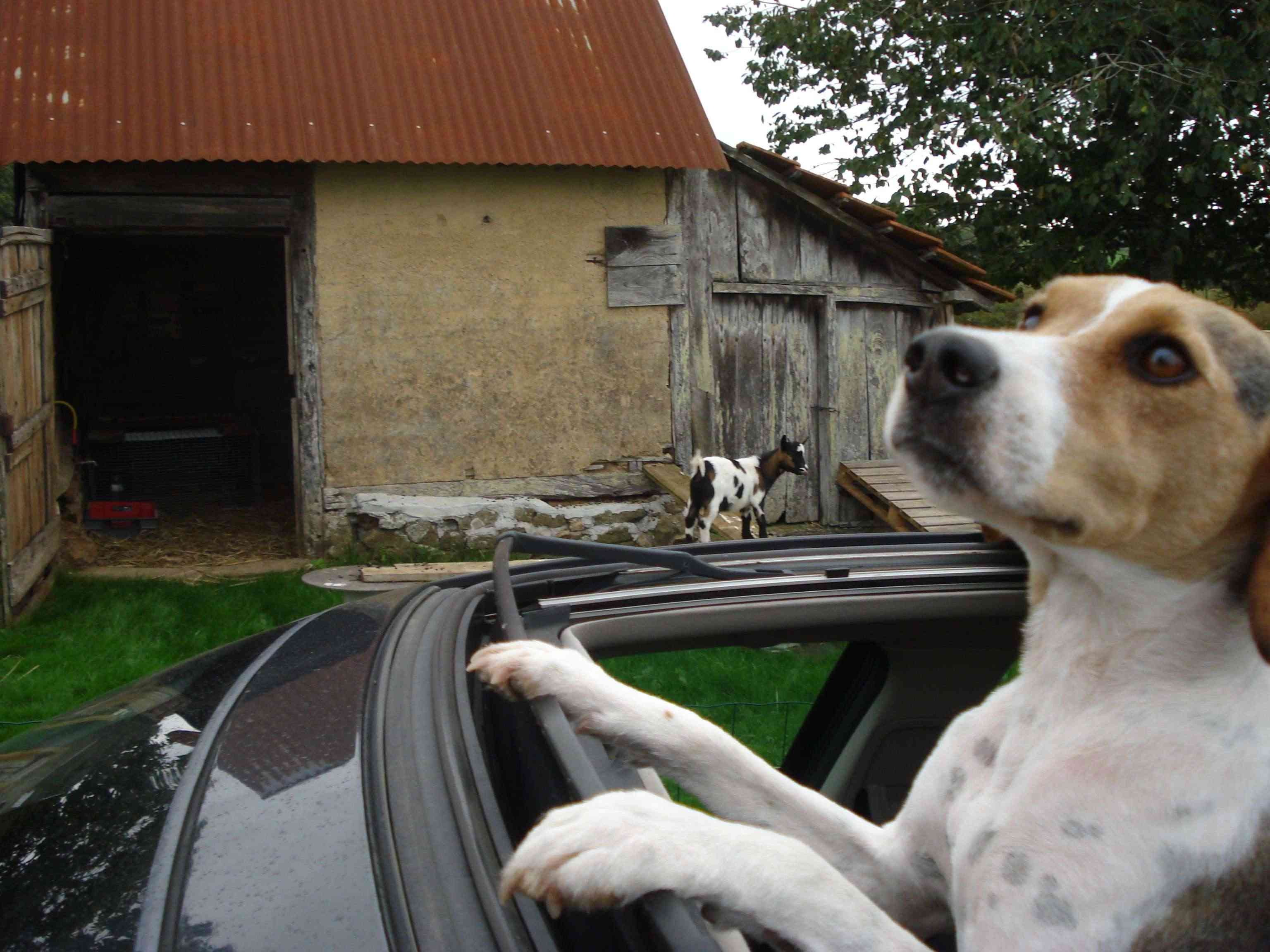 Concours photo N°23: Votre voiture et les animaux! - Page 2 Dsc02510