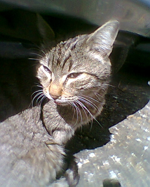 Trouvé chat mâle gris tigré, castré et tatoué illisible trouvé en mars 2012 à BRIGNOLES (83) Tigra_11