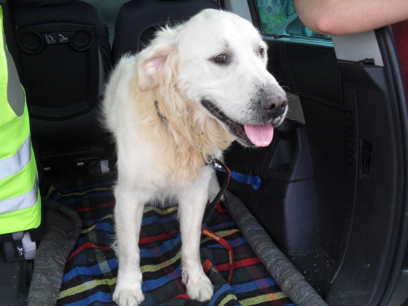 (Dep 49) "Utsy" Golden retriever né en 2003 LOF Utsy10