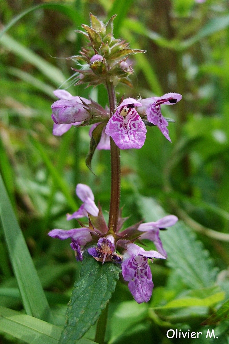 Orchis sauvages - Page 5 S5000912