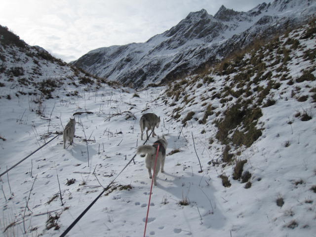 Deux huskies poursuivent deux bouquetins... 1010