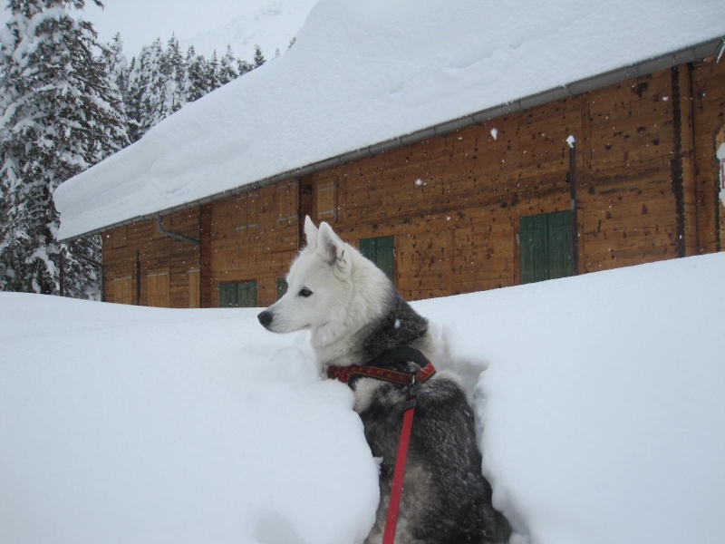 Saskia dans la neige en décembre 2011 1020