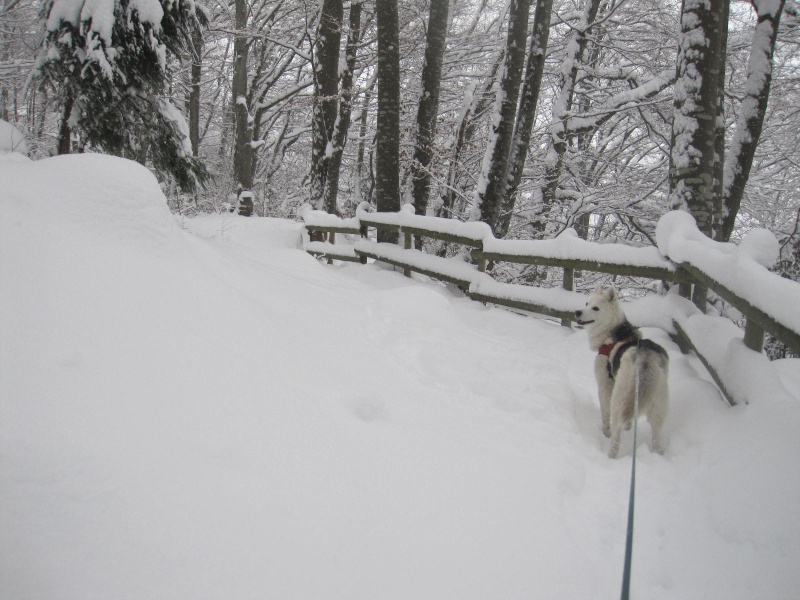 Saskia dans la neige en décembre 2011 1417