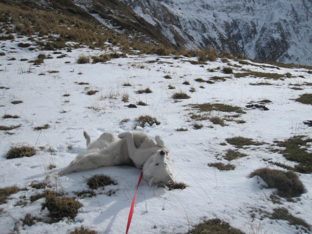 Deux huskies poursuivent deux bouquetins... 1510