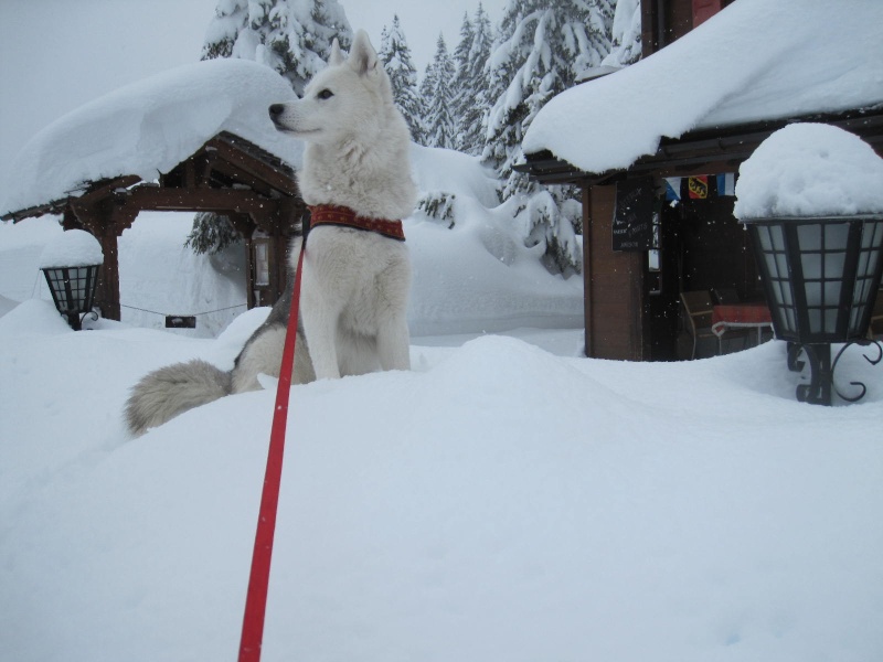 Saskia dans la neige en décembre 2011 1517