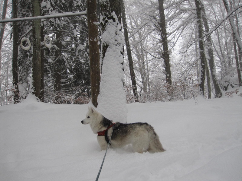 Saskia dans la neige en décembre 2011 1815