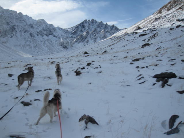 Deux huskies poursuivent deux bouquetins... 2510