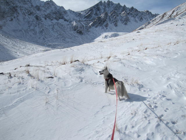 Deux huskies poursuivent deux bouquetins... 3010