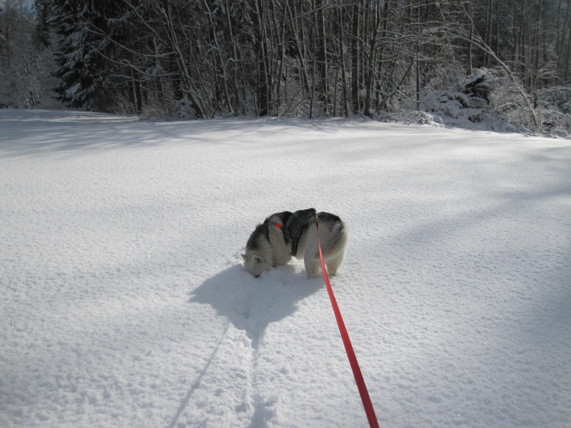 Nouvelles courses de Saskia dans la neige 3015