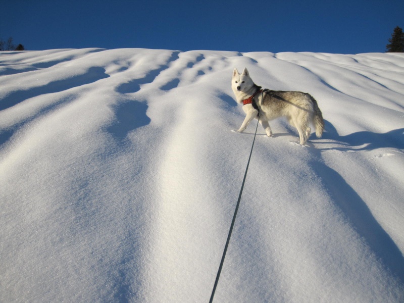 Saskia dans la neige en décembre 2011 324