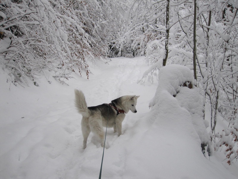 Saskia dans la neige en décembre 2011 519