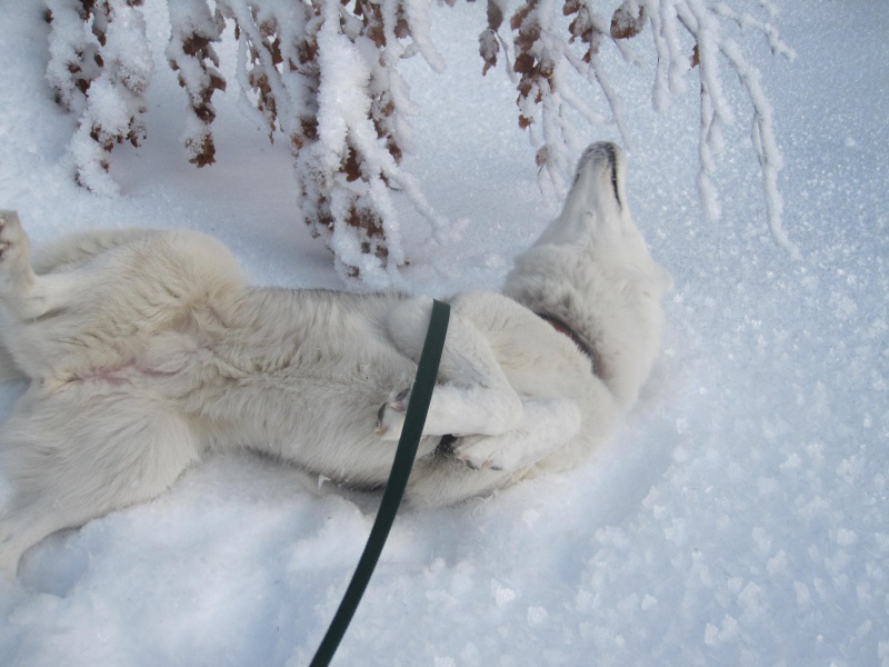 Saskia dans la neige givrée 527