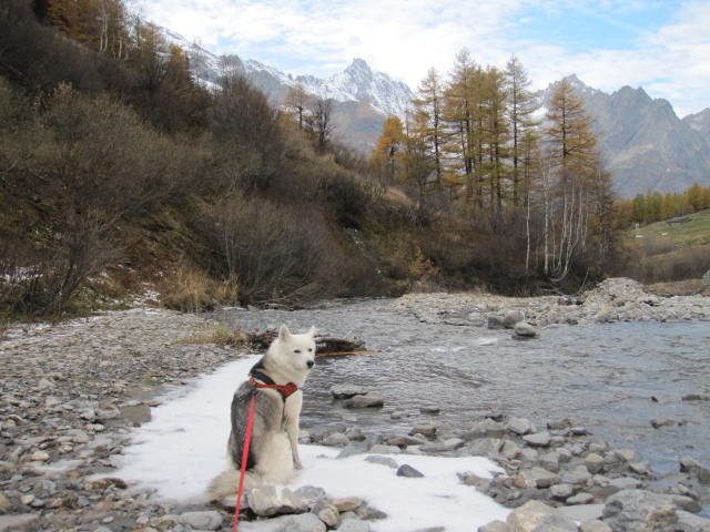 Deux huskies poursuivent deux bouquetins... 7810