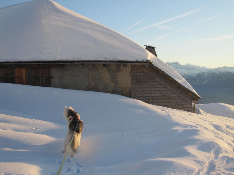 Saskia dans la neige en décembre 2011 819