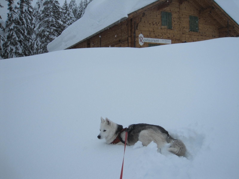 Saskia dans la neige en décembre 2011 918