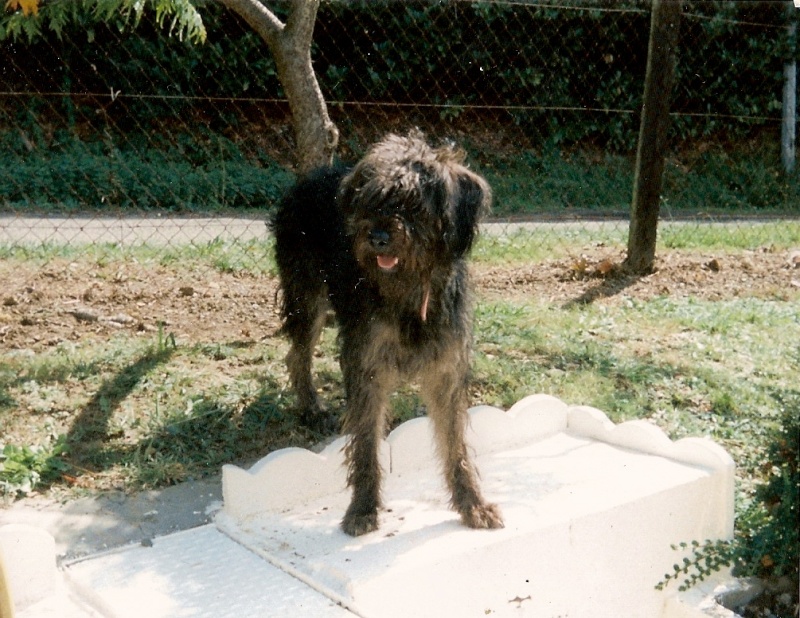 photo - une photo de mon chien KENZO de la part de Josiane Numari10