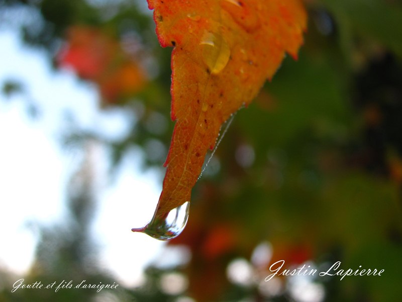 Série feuilles et eau d'automne Img_5117