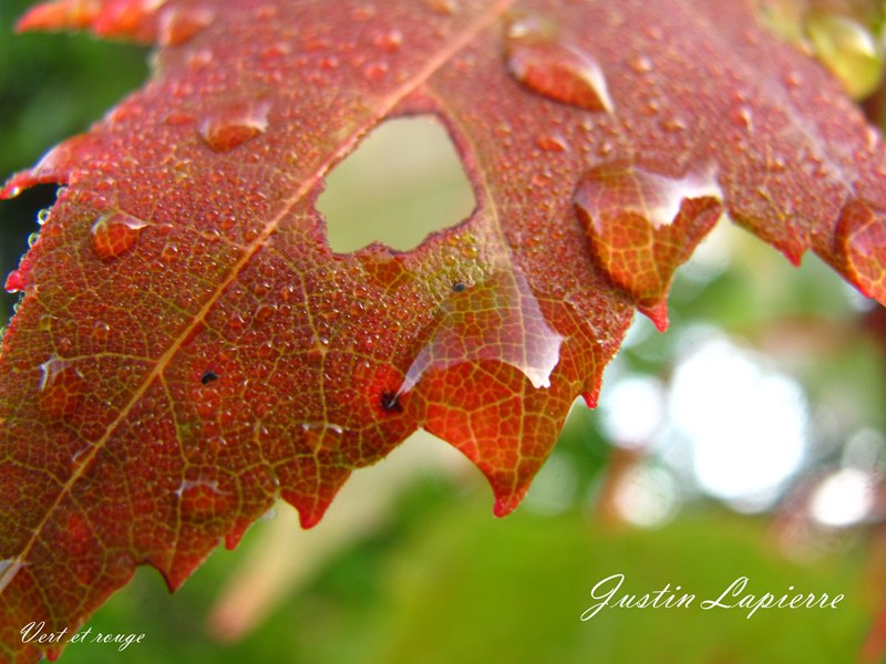 Série feuilles et eau d'automne Img_5120