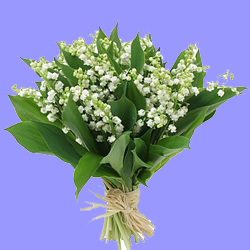 Bon premier mai à toutes et tous Muguet10