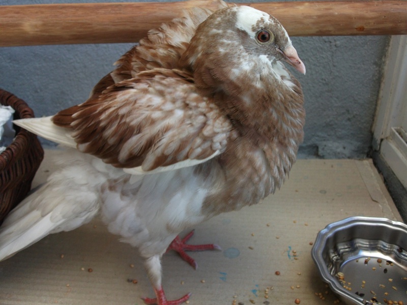 Joli pigeon a une aile cassée... (+ un ramereau) Dscf0413