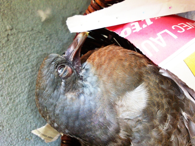 Joli pigeon a une aile cassée... (+ un ramereau) Photo122