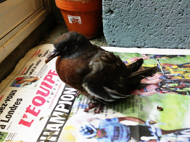 Joli pigeon a une aile cassée... (+ un ramereau) Photo124