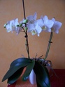 Phalaenopsis hybride blanc 100_4410