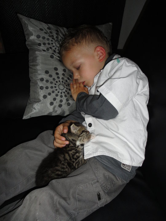 Sos Petit chaton orphelins ...  29699_10