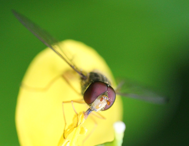 jeu avec mon 100 macro canon Les_ye10