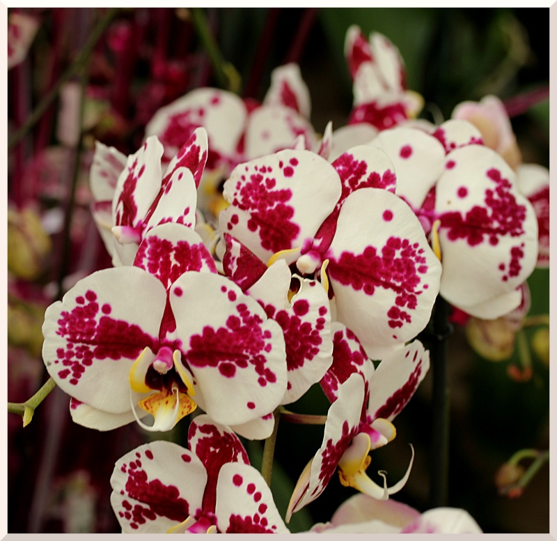 les orchidés Orchid10