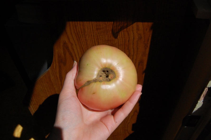 Tomato Tuesday/Mid-Atlantic Region - Page 2 Dsc_7213