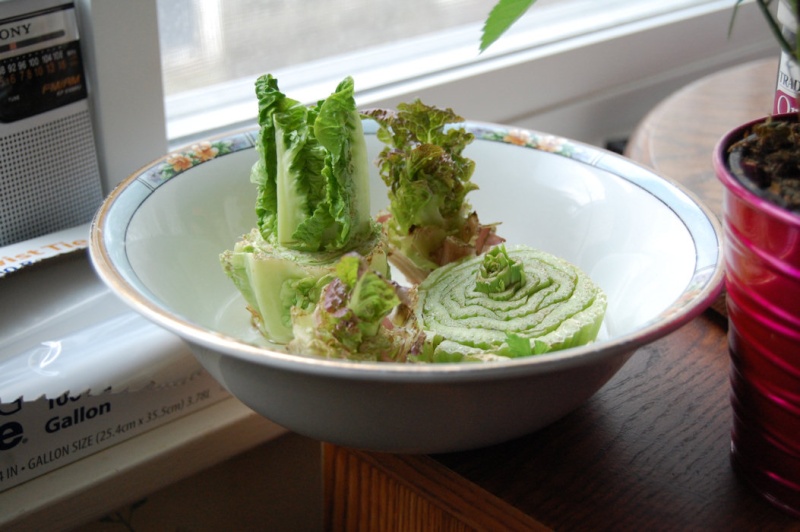 Garden Tip - Never buy Celery Again Dsc_7837