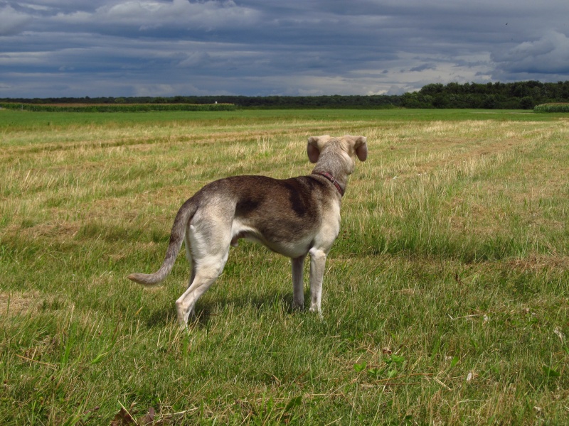 Le CATAHOULA LEOPARD DOG Img_3415