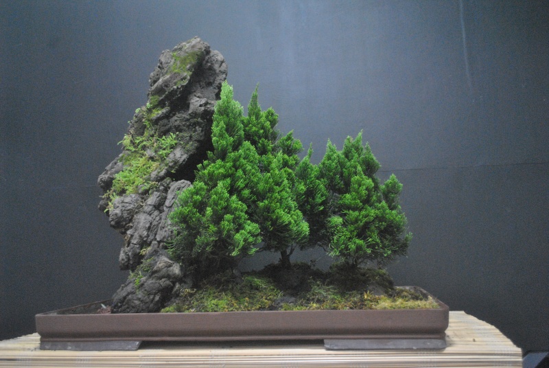 Which one/s of these junipers to select if you would buy? (pls wait for all pics to load) Dsc_0095