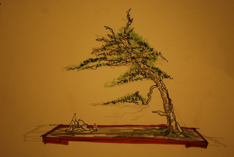 juniperus chinensis--->>>>>>>> evolution of a Juniperus chinensis over 3 years. Dsc_2411