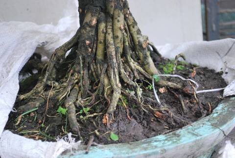 Mangrove bonsai Mangrove bonsai