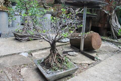 Mangrove bonsai Mangrove bonsai