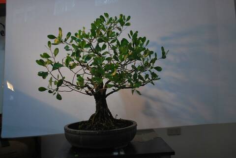 Mangrove bonsai Mangrove bonsai