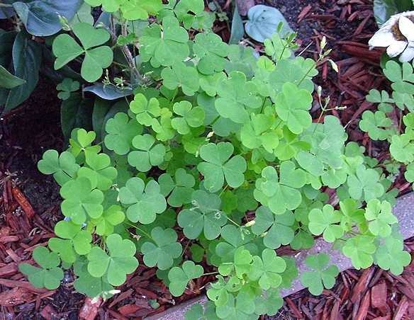 Indentifications de mes plantes dans mon jardin. Plant910