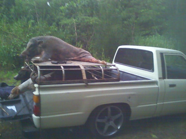 ONE BOAR DOWN 8/16/11 16-08-10