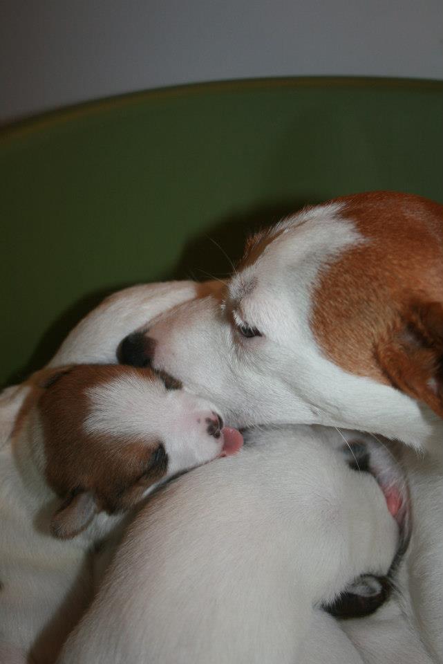 Ecco i cuccioli di Rokkettino e Petite! :-) - Pagina 2 39628610