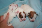 Ecco i cuccioli di Rokkettino e Petite! :-) - Pagina 2 53100110