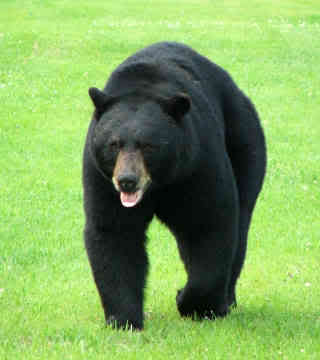 Another Bear Attack in Pa. Black-10