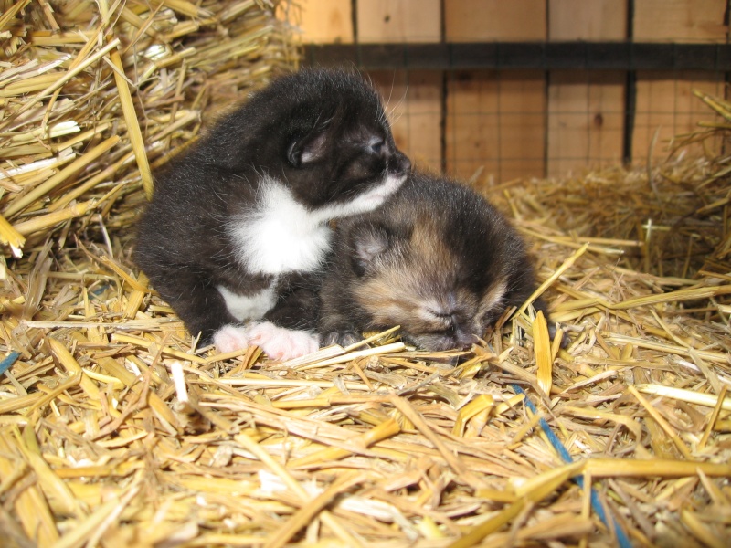 Urgent 2 chatons à réserver Img_7126