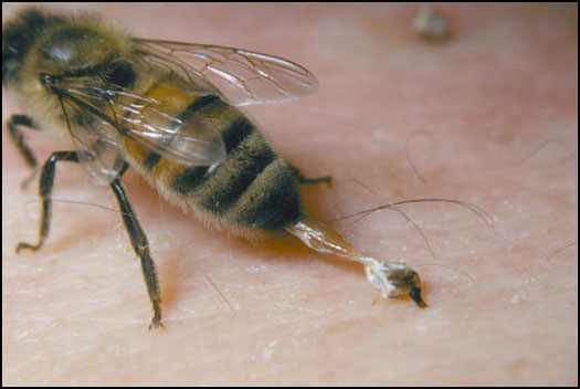 عسل النحل ومخزن العناصر الغذائية.. Bee-st11