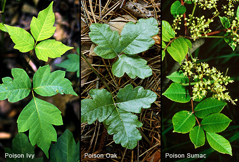 Poison Plant pictures Poison10