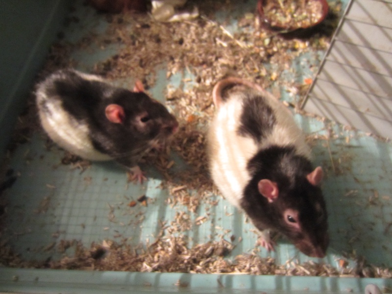 4 rats mâles dans le 38 Img_0610
