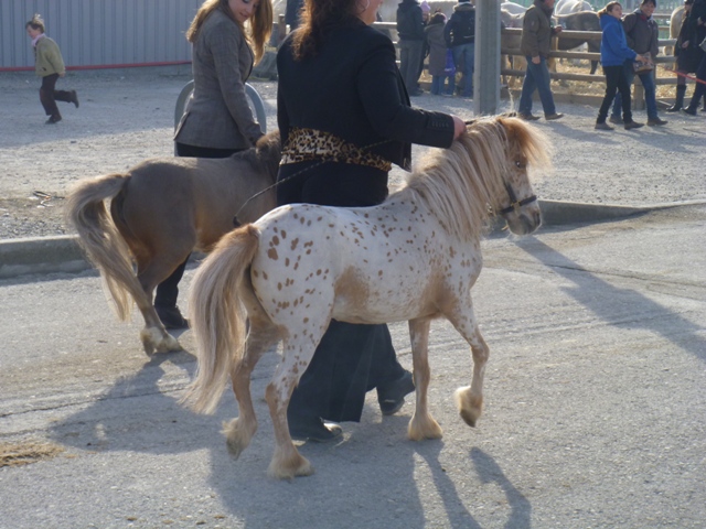 cheval - Cheval Passion - Avignon 2012 petit compte rendu ... P1010010